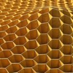 Peter Ayres World of Wasps