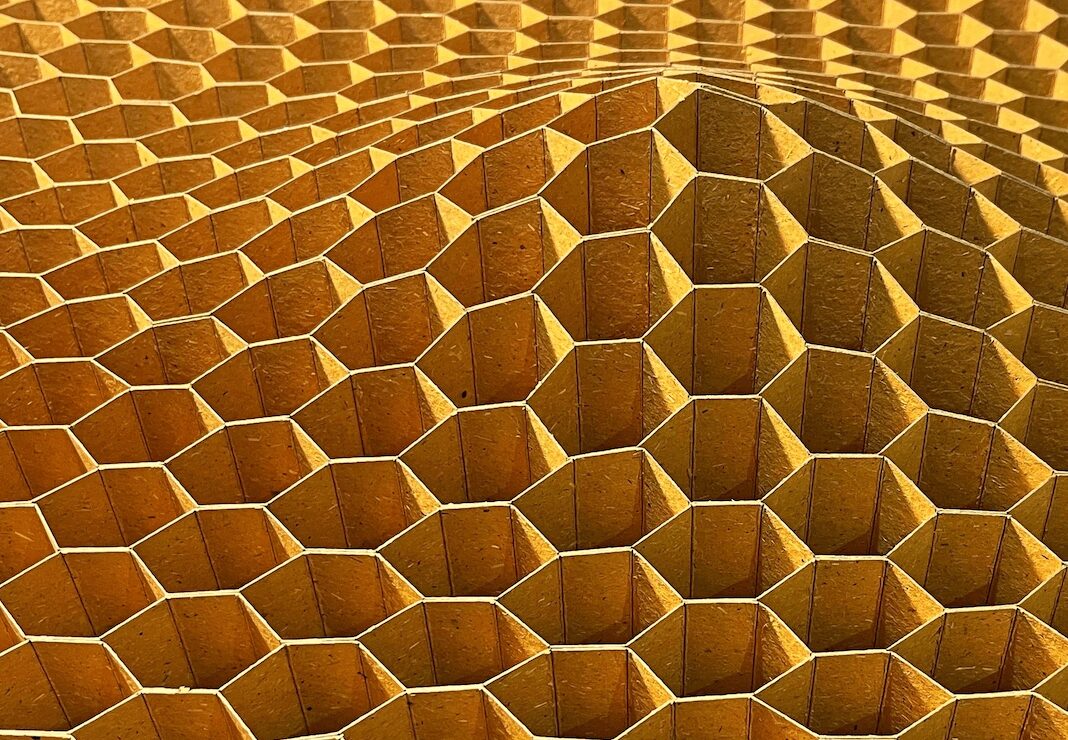 Peter Ayres World of Wasps