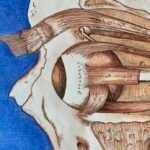 Jubilee Connor, Jubilee Illustrations Art-Science Science Illustrations, The CreARTe Foundation