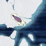 Anna Lindemann Artctic Shifts