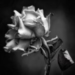 Richard Devonshire Elegy in Bloom