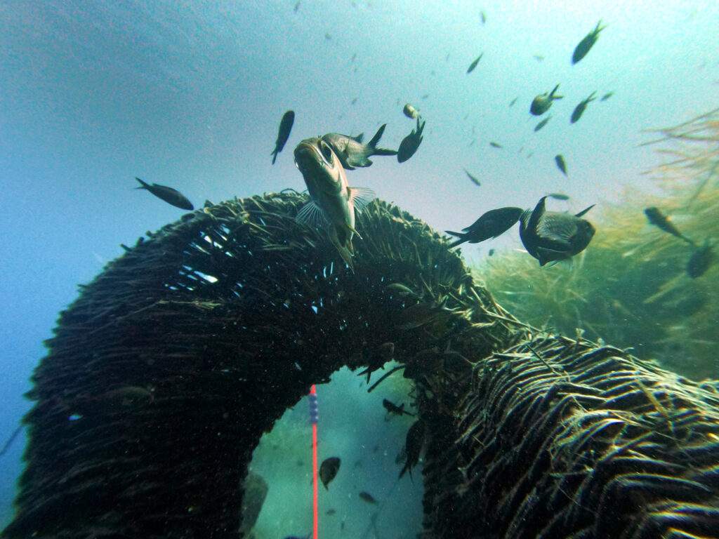 Ecological Design, Rasa Weber Diving